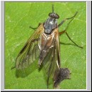 Rhagio sp - Schnepfenfliege 06a.jpg